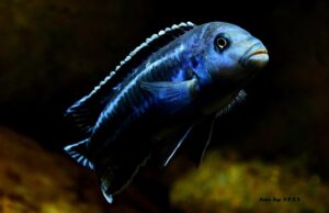 Pseudotropheus cyaneorhabdos 'Maingano Island'